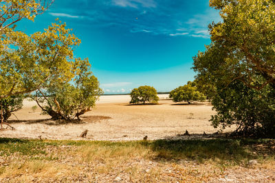 Mangrove trees growing on the beach at mida creek in watamu during low tide, malindi in kenya