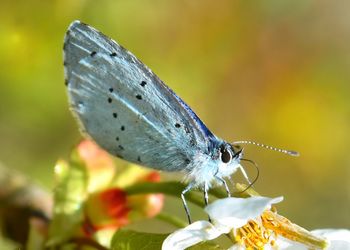 Close-up of insect on flower