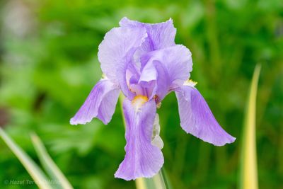 Close-up of purple iris flower