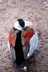 Close-up of bird