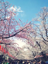 Low angle view of cherry blossoms