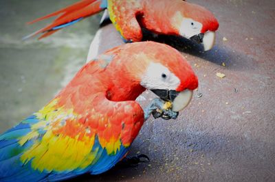 High angle view of parrot