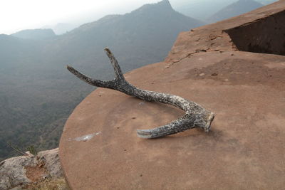 High angle view of a lizard on rock