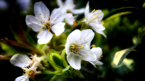 Close-up of white flowers