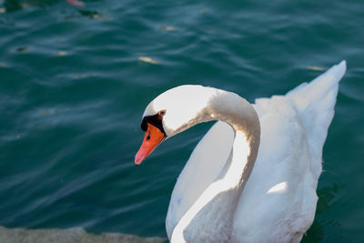 bird