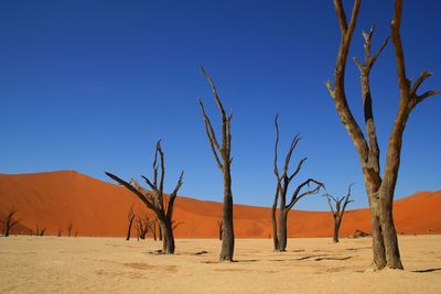 Bare trees on desert against clear blue sky