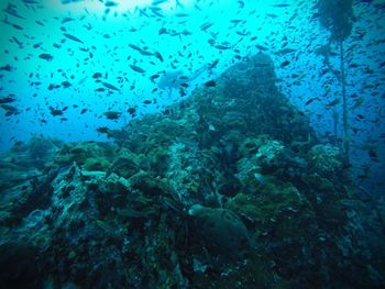 School of fish swimming in sea