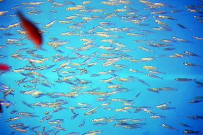 Close-up of koi carps swimming in water