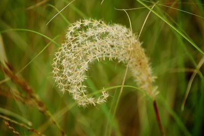 Close-up of dandelion on field