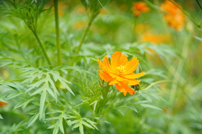 Close-up of orange flowering plant