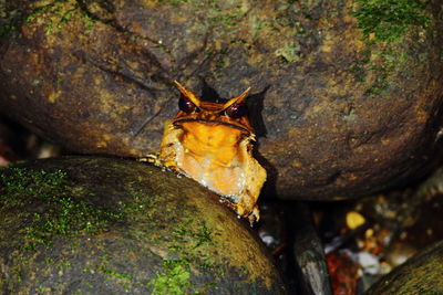 Close-up of insect on tree trunk