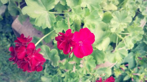 Close-up of pink flowers