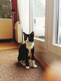 Cat sitting on floor at home