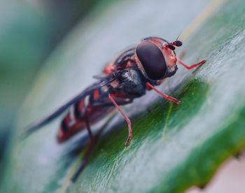 Close-up of fly on leaf