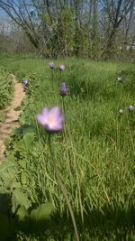 Flowers growing in field