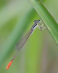 Close-up of insect on plant