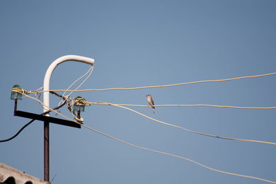 Low angle view of bird flying against clear blue sky