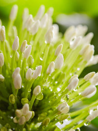 Full frame shot of water lily