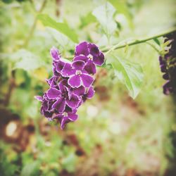 Close-up of purple flower