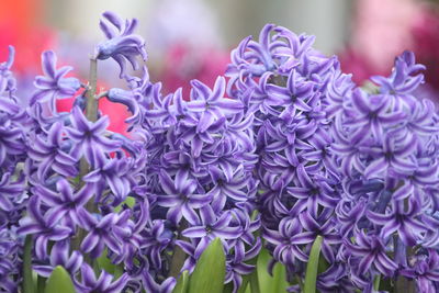 Hyacinths are floral plants with spherical bulbs