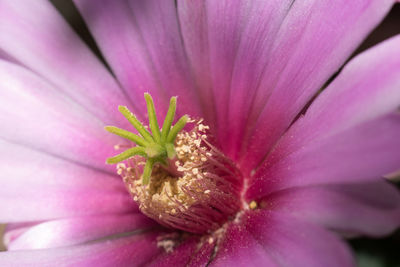 Close-up of pink flower