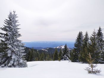 Pine trees on snow covered landscape against sky