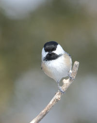 Close-up of bird perching on twig