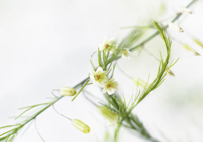 Close-up of white flowering plant