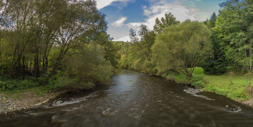 Scenic view of river amidst trees in forest against sky