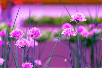 Close-up of pink flowering plants