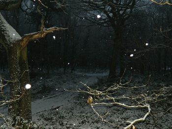 Bare trees in the dark