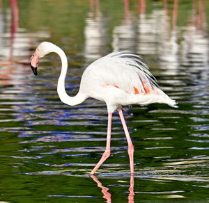 Bird in a lake