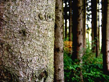 Trees growing in a forest