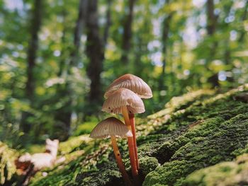 Close-up of mushroom growing in forest