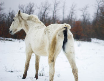 White horse in the snow on its back with its tail up