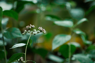Close-up of white flowering plant