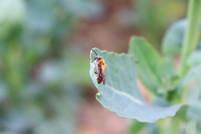 Close-up of insect on leaf