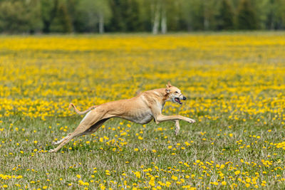 Greyhound dog running fast and chasing lure across green field at dog racing competion