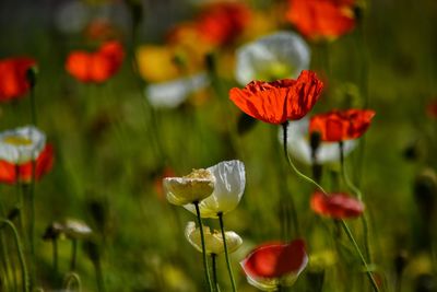 Close-up of red poppy flowers growing on field