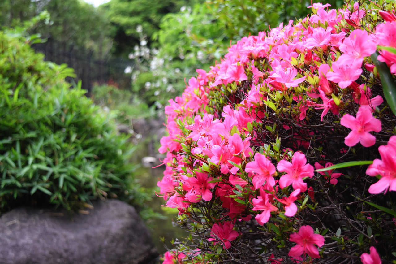 PINK FLOWERING PLANTS IN PARK