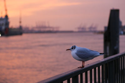 Seagull perching on railing