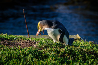 Side view of a duck on field