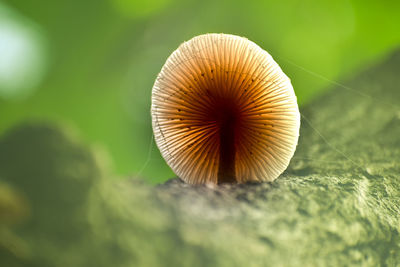 Close-up of mushroom growing outdoors