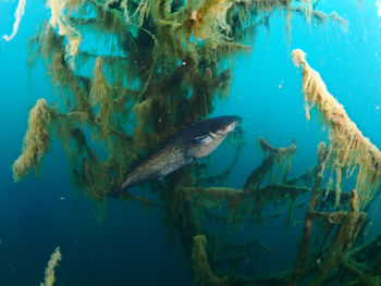 Fish swimming in sea