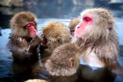 Close-up of monkeys in water