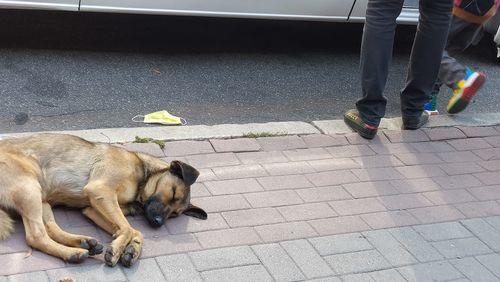 Low section of people with dog on street in city