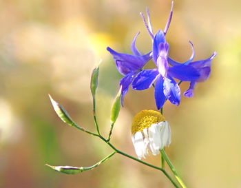 Close-up of purple flowers