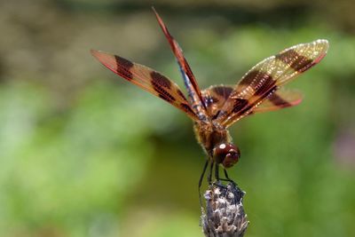 Close-up of insect