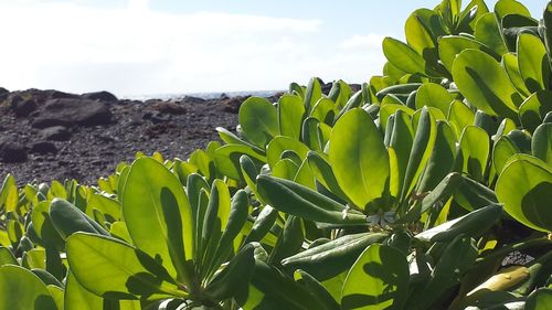 Close-up of succulent plant on field against sky