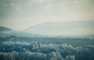 Panoramic view of forest against sky